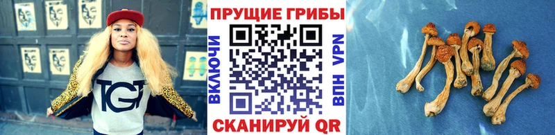 Галлюциногенные грибы Psilocybine cubensis  Инта 